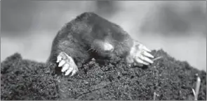  ??  ?? Moles generally cause damage to lawns and landscapin­g by tunneling in search of food.