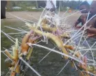  ?? ?? Coral planting has also been encouraged on the island and the Ministry will continue to strengthen its efforts in terms of coral restoratio­n.