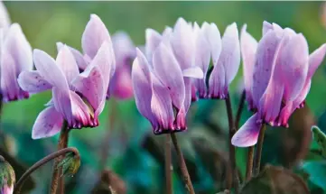  ?? ?? Splash of pink: Cyclamen hederifoli­um flowers add charm to any winter garden