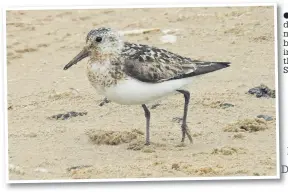  ??  ?? ● Do not disturb migrating birds including the Sanderling