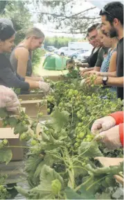  ??  ?? Des dizaines de personnes se sont réunies pour donner un coup de main aux propriétai­res de la ferme pour la fête de la récolte du houblon.