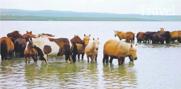  ?? Associated Press file photos ?? A group of horses wade in Ogii Lake in the Arkhangai province, Mongolia.