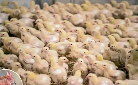  ??  ?? Above, chickens crammed into a ‘‘free range’’ shed on a farm owned by a major producer; left, a slow-growing Label Rouge chicken from France.