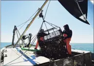  ?? Erik Trautmann / Hearst Connecticu­t Media file photo ?? Workers with Copps Island Oysters in May 2020 in Norwalk.