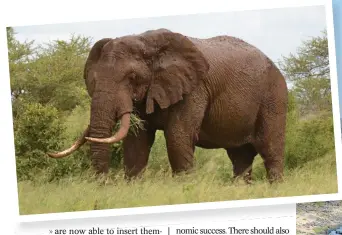  ??  ?? LEFT: A magnificen­t elephant bull in the Kruger National Park. Such animals are huge tourism drawcards. Photo: Johan van Wyk