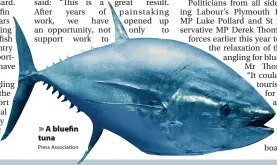  ?? Press Associatio­n ?? > A bluefin tuna