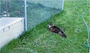  ?? PHOTO: DOMINICO ZAPATA/FAIRFAX NZ ?? This feline is on the prowl and gets up close and personal to the aviary fence.