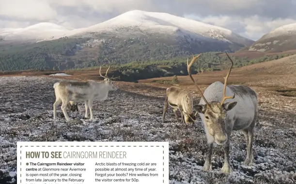  ??  ?? Above: Adult reindeer in the Cairngorms graze through a light dusting of snow to get at the lichen underneath.