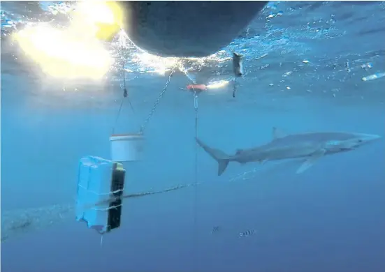  ?? Fotos: Augstí Torres/Shark Med ?? Etliche Blauhaie sind verletzt, meist von Köderhaken. Manche ziehen ganze Netze hinter sich her.