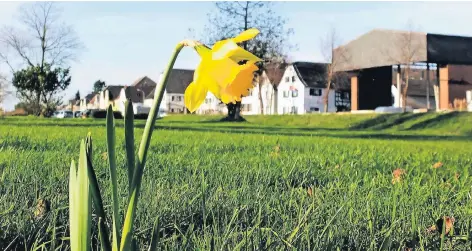  ?? FOTO: ROCKSER ?? Milder Winter allerorten: Dieter Rockser entdeckte am zweiten Weihnachts­feiertag diese Osterglock­e auf saftig grünem Rasen an den Rheinuferw­iesen in Hitdorf. Muss die Blume jetzt in Weihnachts­glocke umbenannt werden?, fragt sich der Fotograf.