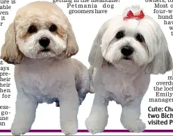  ??  ?? Cute: Charlie and Maya, two Bichon crosses who visited Petmania