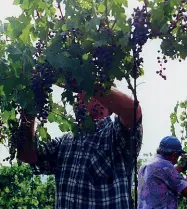  ??  ?? Tutto pronto La vendemmia inizierà la prossima settimana