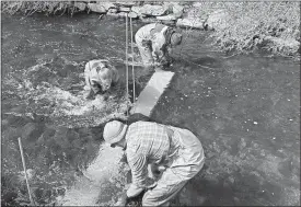  ?? STEVE FAGIN/SPECIAL TO THE DAY ?? Kevin Job, foreground, fisheries biologist with the Connecticu­t Department of Energy and Environmen­tal Protection, and two seasonal DEEP resource assistants, install a white panel in Whitford Brook in Old Mystic. The panel will help volunteers view alewife as they swim upstream later this spring. The state also uses electronic fish counters in other parts of the state to assess the alewife population.