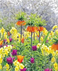  ??  ?? Tall Fritillari­a imperialis makes a majestic focal point for any bulb planting.
