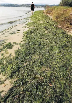 ?? Picture: ESA ALEXANDER ?? BLOOMING AWFUL: A blanket of algae covers part of a Knysna estuary beach