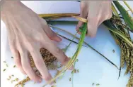  ?? GUO XULEI / XINHUA ?? A researcher collects grains of rice.