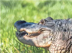  ?? GREG LOVETT/THE PALM BEACH POST ?? Freddy, a 40-year-old alligator crawls through the grass after arriving to his new home at the Busch Wildlife Sanctuary in Jupiter Farms on Sept. 18, 2023.