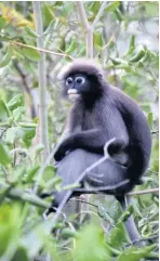  ??  ?? Dusky langur monkeys are commonly seen in the tops of trees. The species is one of four kinds of langur found in Thailand. Their bodies, limbs and tails are longer than other monkeys, and their hands and feet are black-coloured and narrower. Their...