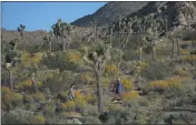  ?? JAE C. HONG— THE ASSOCIATED PRESS FILE ?? People visit Joshua Tree National Park in California in May.