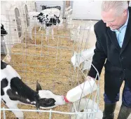  ?? ROB GOWAN / POSTMEDIA NEWS FILES ?? Progressiv­e Conservati­ve Leader Doug Ford bottle feeds a calf at Albadon Farms near Teeswater, Ont., recently.