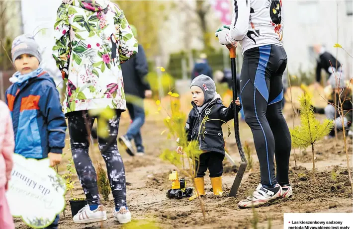  ?? FOT. MATERIAŁY PRASOWE UWI ?? • Las kieszonkow­y sadzony metodą Miyawakieg­o jest mały i gęsty, na niewielkim terenie gromadzi mnóstwo gatunków.
• Poznań , osiedle Rataje