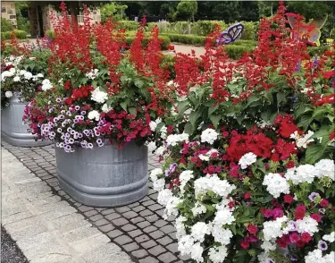  ?? NORMAN WINTER ?? Superbena Whiteout verbena, Superbells Cherry Red calibracho­a, Supertunia Bordeaux and Saucy Red salvia have been blooming all summer and look dazzling in mid-September.