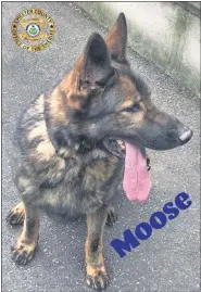  ?? SUBMITTED PHOTO ?? Moose is a newK-9member at the Chester County Sheriff’s Office.