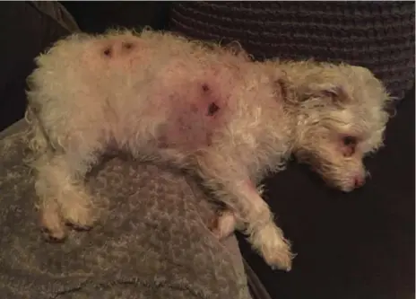  ?? ERIC SHABSOVE ?? Tivo was attacked by a coyote in a Beaches-area backyard. The 23-pound family pet needed 60 staples to close his wounds after almost being carried off.