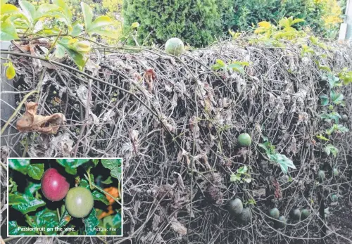  ?? Picture: Mike Wells ?? HOME HARVEST: While still producing a few fruit, this purple passionfru­it vine fungal disease. Pruning will help. is becoming far too congested and is likely to be affected by a