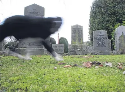  ?? Picture: Kris Miller. ?? Some owners are allowing their dogs to run free in Arbroath’s Western Cemetery.