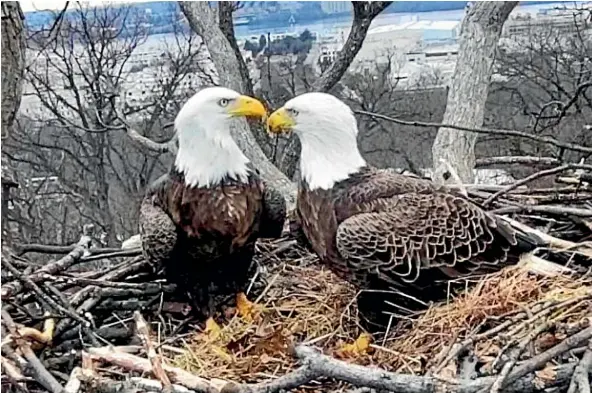  ?? AP ?? An image from video provided by Earth Conservati­on Corps Eagle Cam, shows Bald Eagles Liberty and Justice on their nest in Washington.