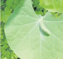  ??  ?? Left, pests attracted by trap crops in turn attract pest predators, such as this hover fly gathering food from a zinnia. Right, nasturtium­s are useful for attracting pests such as aphids and cabbage butterflie­s away from plants to be protected. Here, a...