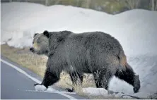  ?? Courtesy of Joe Lieb, U.S. Fish and Wildlife Service ?? A grizzly bear is seen just north of the National Elk Refuge in Grand Teton National Park, Wyo. Grizzly bears are slowly expanding the turf they roam in the northern Rocky Mountains but scientists say they need continued protection­s.