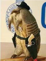  ??  ?? Weird cowboy: The stuffed armadillo found by Australian Customs officials