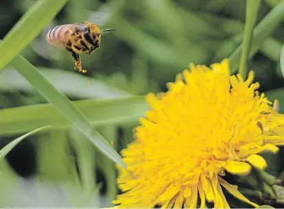  ?? MATTHEW P. BARKER EXAMINER ?? The COVID-19 pandemic has resulted in changes to the level of weed control spraying which is helping honeybees collect more pollen for their hives.