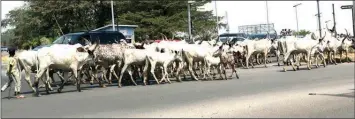  ?? PHOTO PHILIP OJISUA ?? A herd of cows and motorists struggle for the right of way at the ever busy Jabi express way Abuja… yesterday