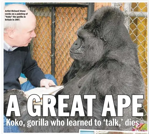  ??  ?? Artist Richard Stone works on a painting of "Koko" the gorilla in Britain in 2007.