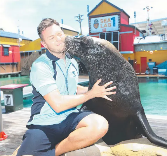  ?? Picture: GLENN HAMPSON ?? Sea World senior trainer Deane Jones with Oscar the sealion in a preview of their new show, Seal Guardians.