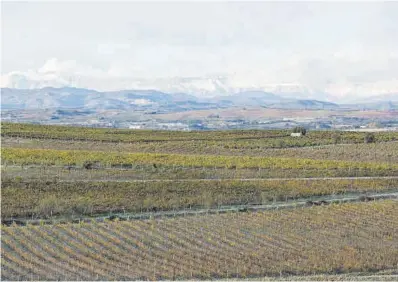  ??  ?? El productor de kiwis Carlos Fort (a la izquierda), en una finca de València. Carlos Baixauli (foto superior), sujeta nuevas variedades de tomates que investiga en la Fundación Cajamar. Campos de la bodega Laus (imagen inferior), en el Alto Aragón | G. Caballero/F.Bustamante/Activos