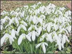  ??  ?? BLOOMING: Snowdrops out in Essex