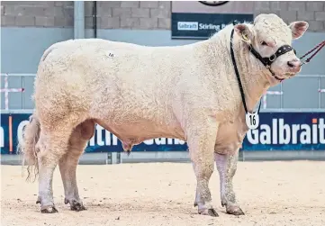  ??  ?? Charolais bull Thrunton Pioneer, from the Campbell family, sold for 8,000gn.