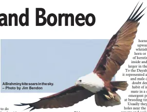  ?? – Photo by Jim Bendon ?? A Brahminy kite soars in the sky.