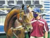  ?? Picture: Supplied ?? The colt that sold for R1.2m at the National Yearling Sale.