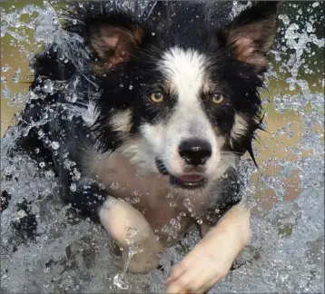  ??  ?? As a breed, Collies are prone to developing epilepsy