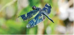  ?? PICTURE: JOHN SIMAIKA ?? IN FOCUS: The blackwinge­d flutterer and the ivory pintail are two dragonfly species the researcher­s hope to photograph.