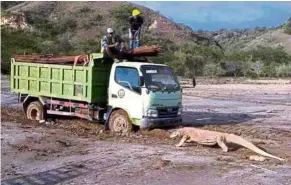  ?? — Photo taken from Twitter ?? ‘Hiss-y’ fit: The image of a Komodo dragon facing off with a big truck in Rinca Island went viral on social media.