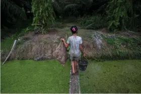  ?? (AP Photo/Binsar Bakkara) ?? A child carries palm kernels collected from the ground across a creek at a palm oil plantation in Sumatra, Indonesia, Monday, Nov. 13, 2017. Child labor has long been a dark stain on the $65 billion global palm oil industry. Though often denied or minimized as kids simply helping their families on weekends or after school, it has been identified as a problem by human rights groups, the United Nations and the U.S. government.