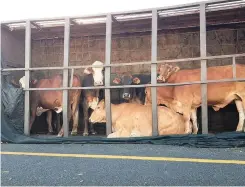  ?? SUPPLIED ?? THE N1 at Prince Albert Road between Laingsburg and Leeu Gamka was closed yesterday morning when a truck carrying livestock overturned. |