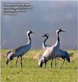  ?? ?? Cranes, including one colour- ringed in Finland, Clippesby, Norfolk, 17 January