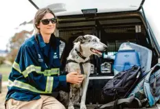  ?? Foto: Stacey Hedman, IFAW, dpa ?? Koala-Spürhund Bear wartet mit seiner Besitzerin Romane Cristescu immer auf den nächsten Einsatz.